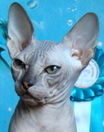 eletra